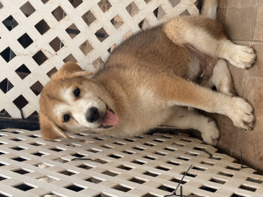 Akita Puppies Available