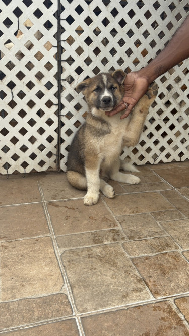 Akita Puppies Available Dogs Constant Spring