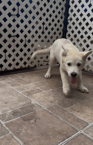 Akita Puppies Available