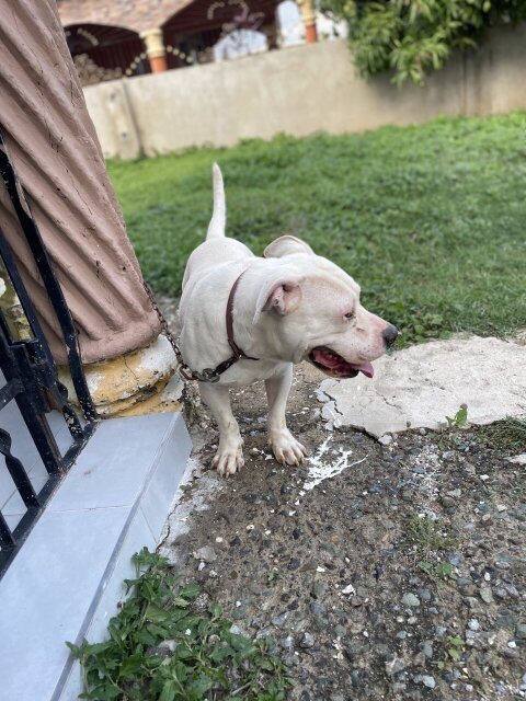 Stud Service Dogs Portmore