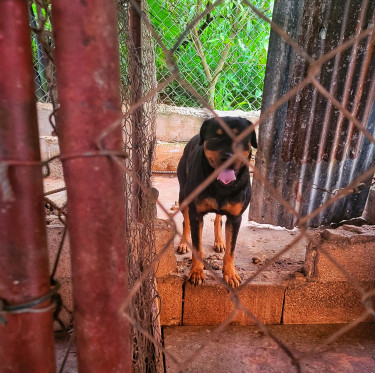 Rottweiler Puppies Available  Dogs Spur Tree