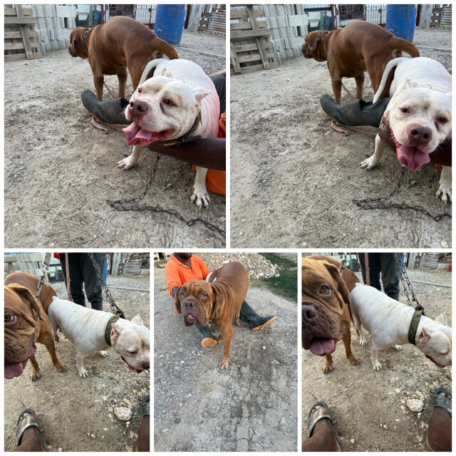 8 Weeks Old Bully X Bull Mastiff Pups For Sale