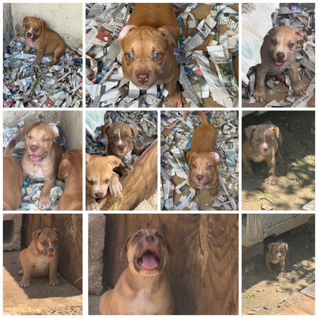 8 Weeks Old Bully X Bull Mastiff Pups For Sale Dogs Old Habour Road