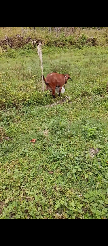 Goats Other Pets Montego Bay 