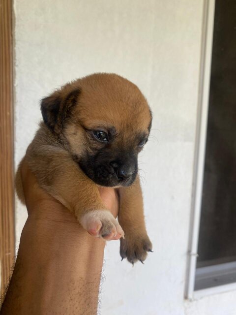 Shi Tzu Pomeranian For Sale