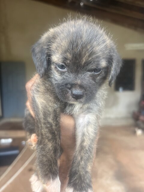 Shi Tzu Pomeranian For Sale