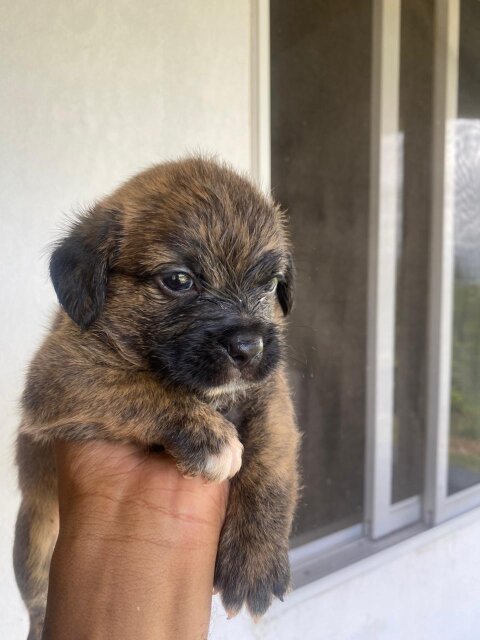 Shi Tzu Pomeranian For Sale