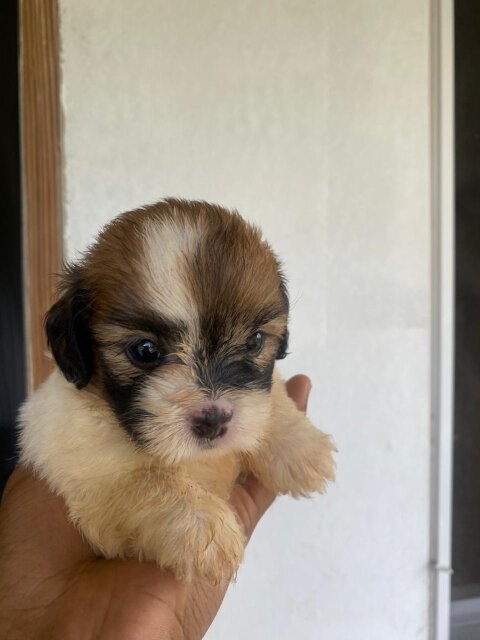 Shi Tzu Pomeranian For Sale Dogs Spanish Town