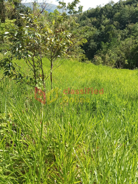 5 Acres Land For Sale Land Mile Gully
