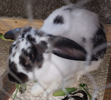 Rabbits For Sale