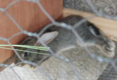 Rabbits For Sale
