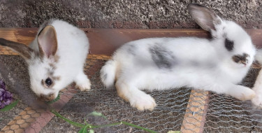 Rabbits For Sale