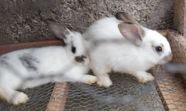 Rabbits For Sale Other Pets  Osborne Store 