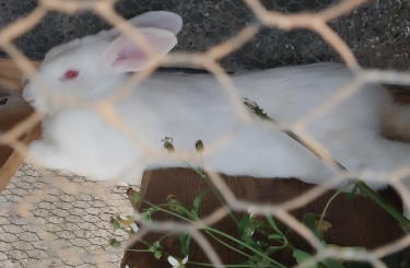 Rabbits For Sale