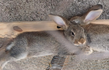 Rabbits For Sale