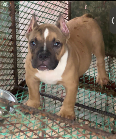 3 Month Old Male Pocket American Bully Up For Reho