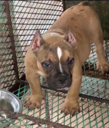 3 Month Old Male Pocket American Bully Up For Reho Dogs Spanish Town 