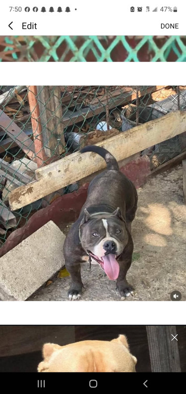 3 Month Old Male Pocket American Bully Up For Reho