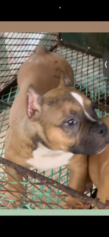 3 Month Old Male Pocket American Bully Up For Reho