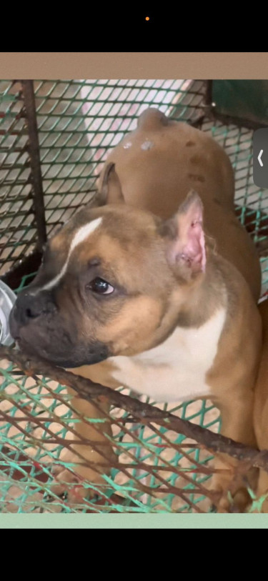 3 Month Old Male Pocket American Bully Up For Reho