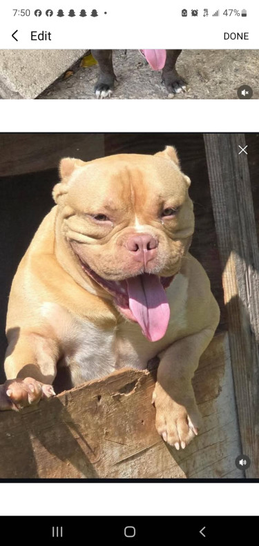 3 Month Old Male Pocket American Bully Up For Reho