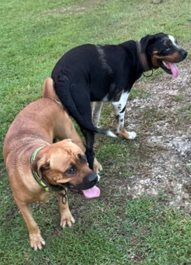 Premium Pups - Bull Mastiff X Merle Rottweiler
