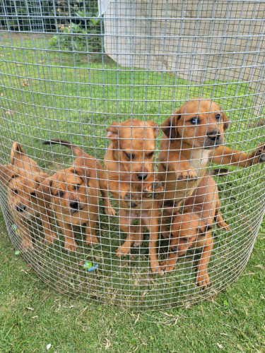 Premium Pups - Bull Mastiff X Merle Rottweiler Dogs St. Ann's Bay