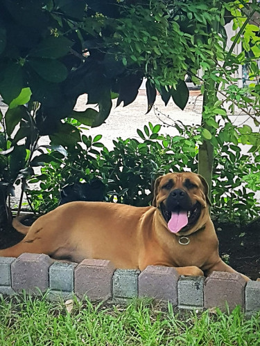 Premium Pups - Bull Mastiff X Merle Rottweiler