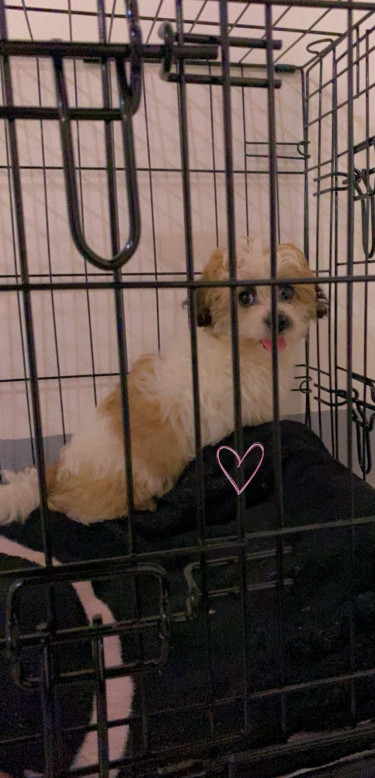 Pomeranian And Shih Tzu For Sale  Dogs May Pen Clarendon