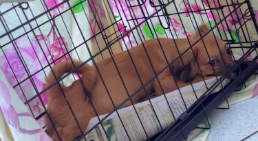 Pomeranian And Shih Tzu For Sale 