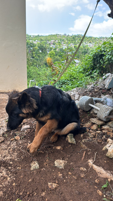 German Shepherd  Dogs Montego Bay 