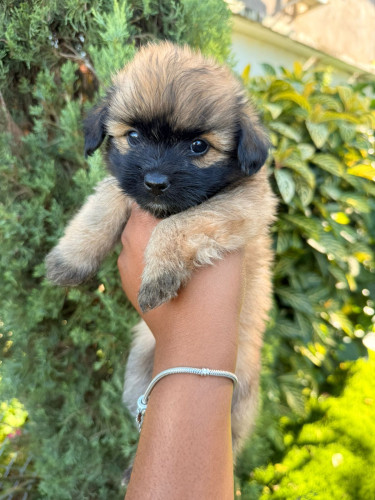 Shih Tzu Pomeranian 