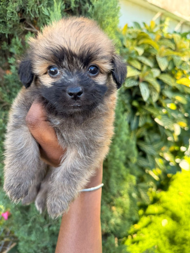 Shih Tzu Pomeranian 