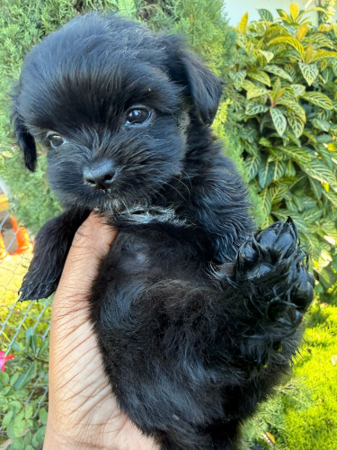 Shih Tzu Pomeranian 