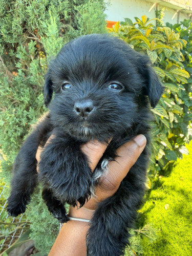 Shih Tzu Pomeranian  Dogs Portmore