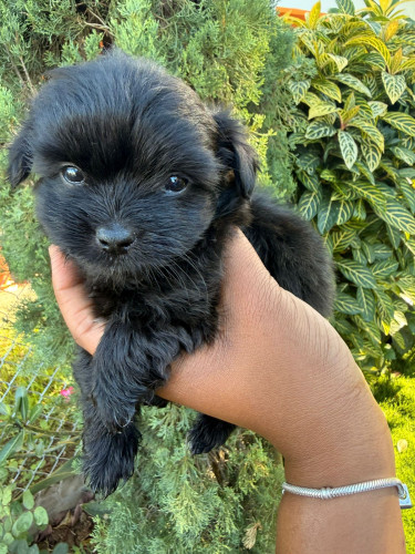 Shih Tzu Pomeranian 