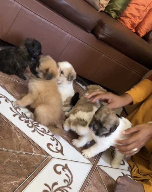 Shihtzu Pam Mix