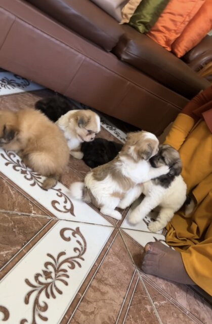 Shihtzu Pam Mix Dogs Greenwich Farm