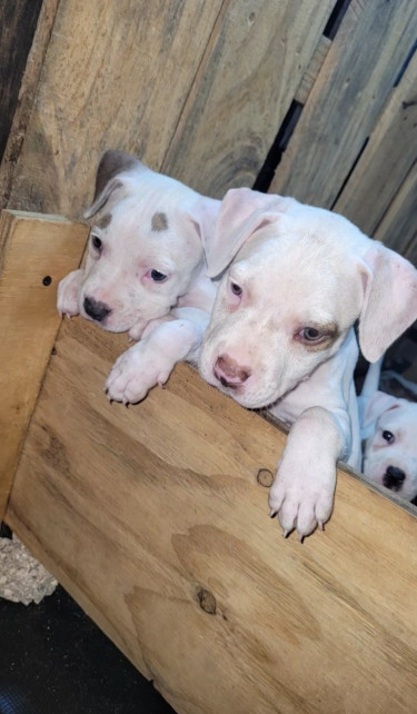 PITBULL PUPS 35K.CONTACT 8762921460 Dogs Kingston