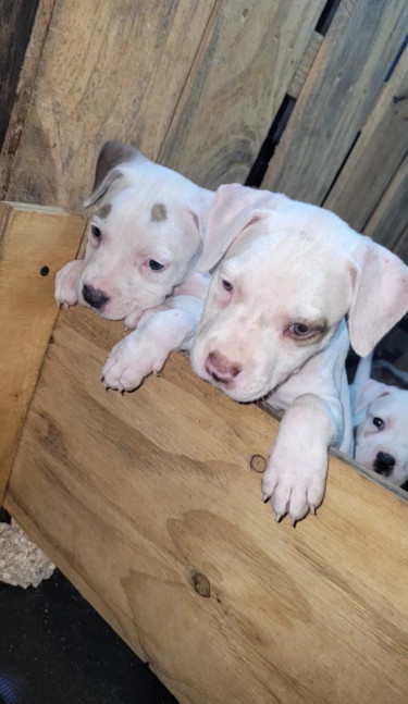 PITBULL PUPS 35K.CONTACT 8762921460