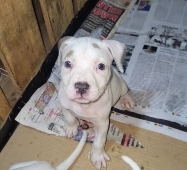PITBULL PUPS 35K.CONTACT 8762921460