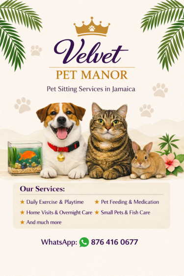 Pet Sitting Jamaica  Dogs Kingston 