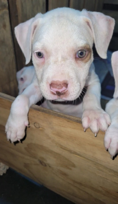 PITBULL PUPS FOR SALE 35K.CONTACT 8762921460