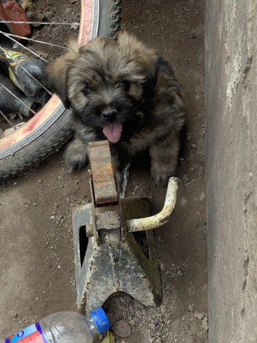 Shihtzu Poodle For Sale 