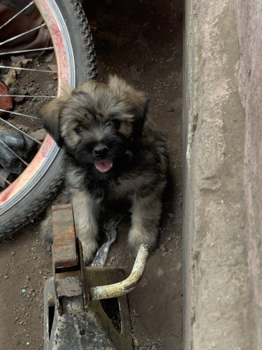 Shihtzu Poodle For Sale 