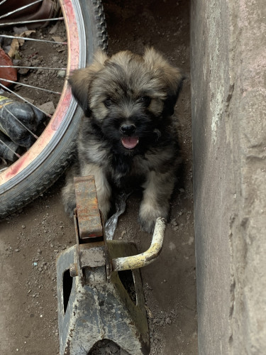 Shihtzu Poodle For Sale 