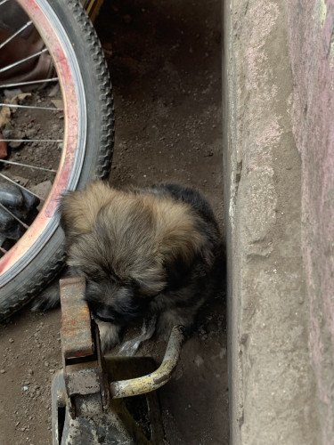 Shihtzu Poodle For Sale 