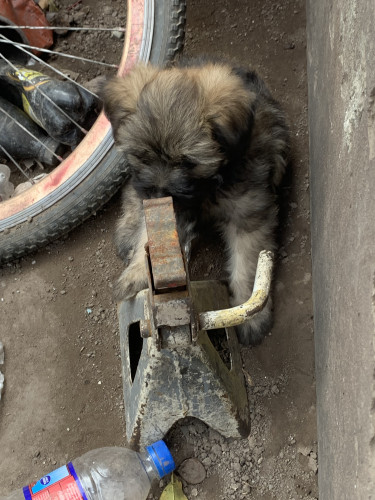 Shihtzu Poodle For Sale 