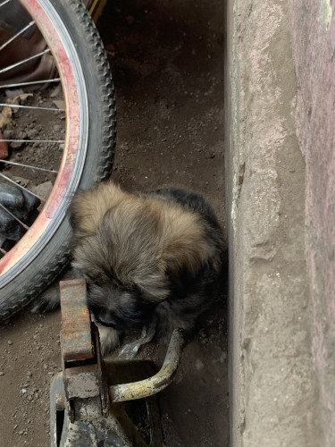 Shihtzu Poodle For Sale 