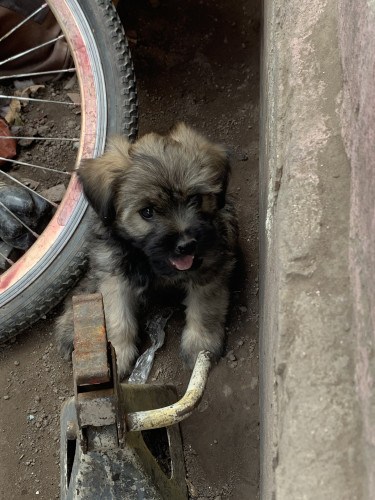 Shihtzu Poodle For Sale 